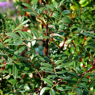 Mastixstrauch (Pistacia lentiscus)