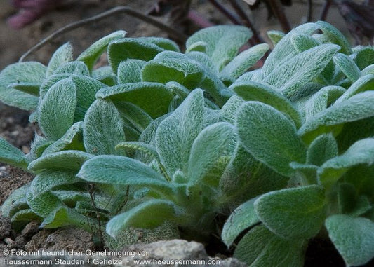 Matten-Woll-Ziest 'Silky Fleece' (Stachys byzantina)