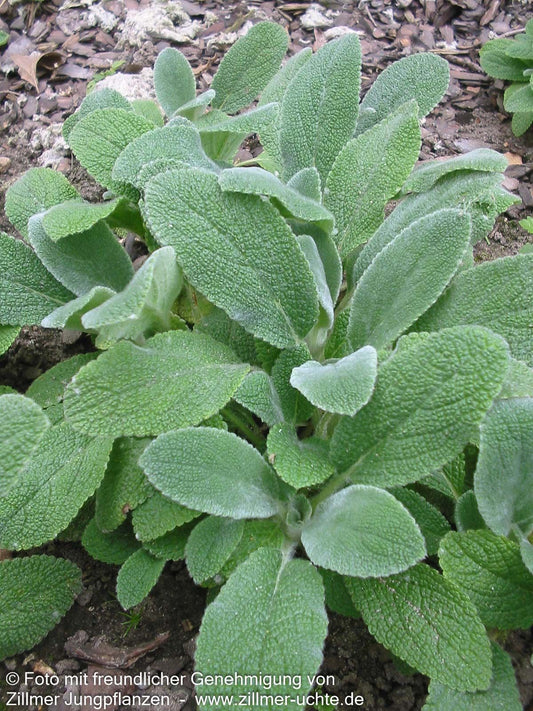Matten-Woll-Ziest 'Silver Carpet' (Stachys byzantina)