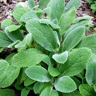 Matten-Woll-Ziest 'Silver Carpet' (Stachys byzantina)
