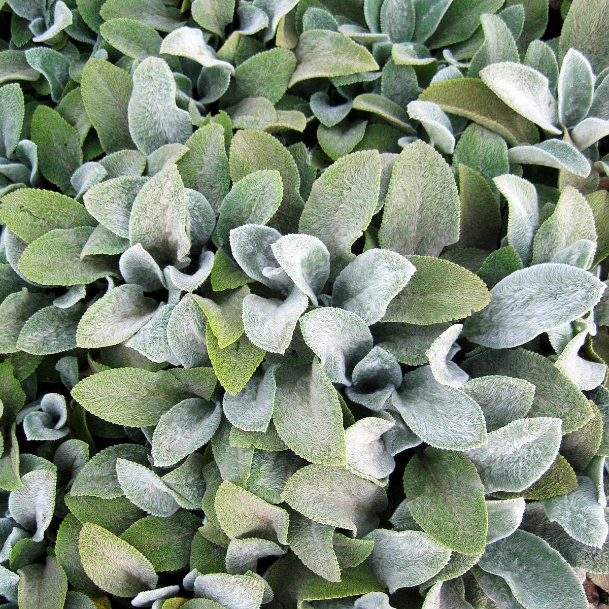 Matten-Woll-Ziest 'Silver Carpet' (Stachys byzantina)