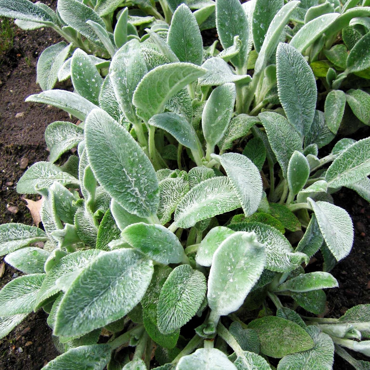 Matten-Woll-Ziest 'Silver Carpet' (Stachys byzantina)