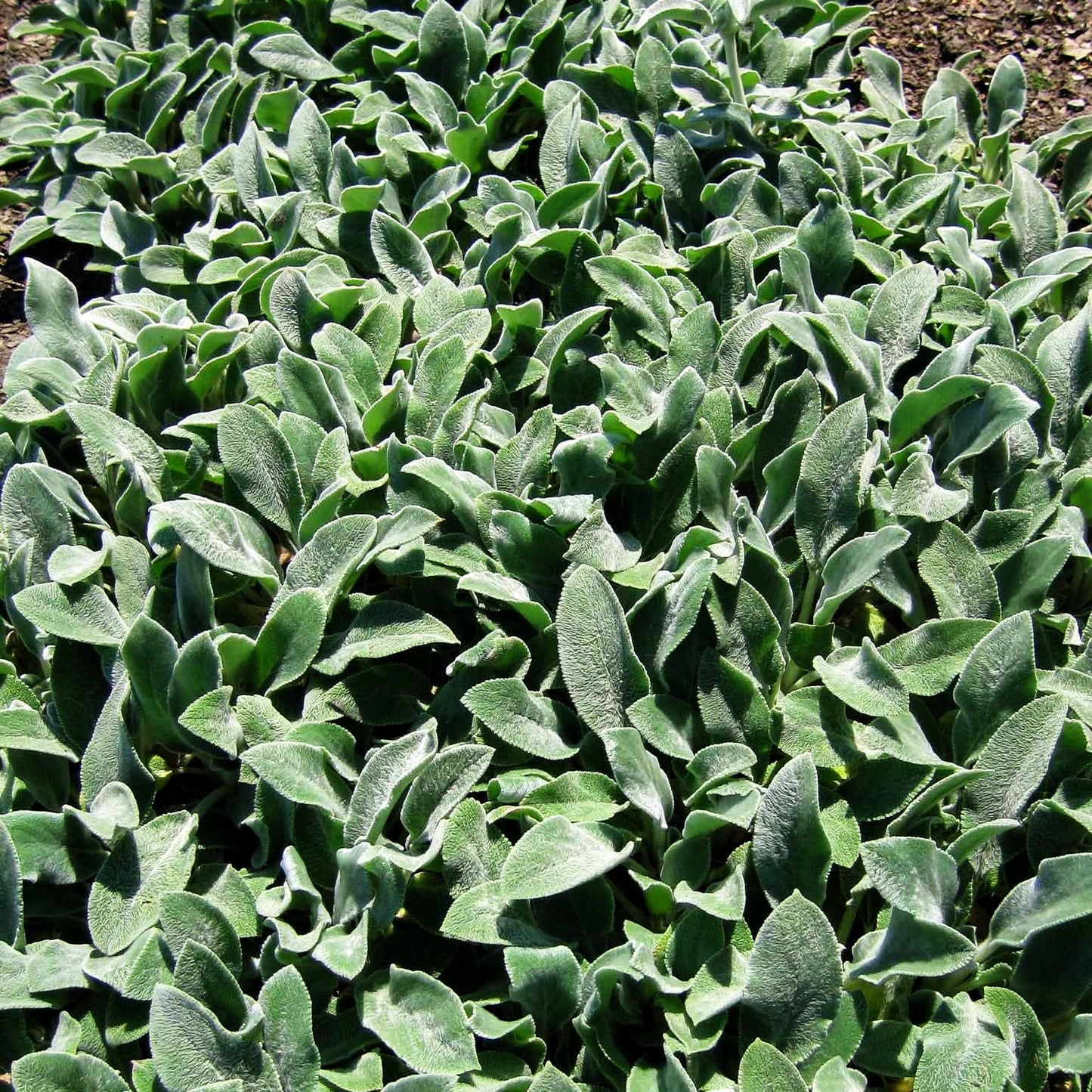 Matten-Woll-Ziest 'Silver Carpet' (Stachys byzantina)