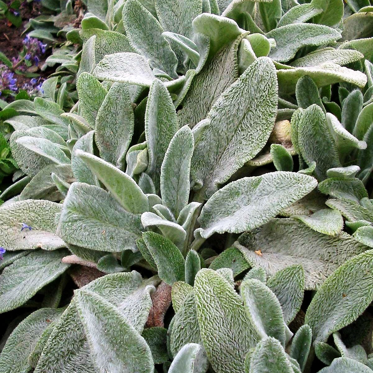 Matten-Woll-Ziest 'Silver Carpet' (Stachys byzantina)