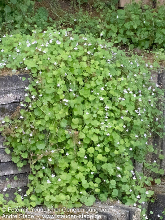 Mauer-Zimbelkraut (Cymbalaria muralis)