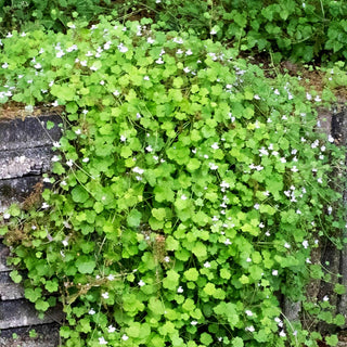 Mauer-Zimbelkraut (Cymbalaria muralis)