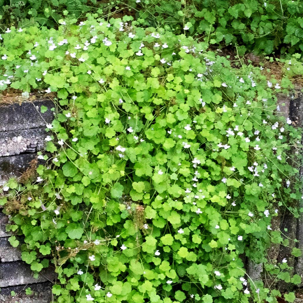 Mauer-Zimbelkraut (Cymbalaria muralis)