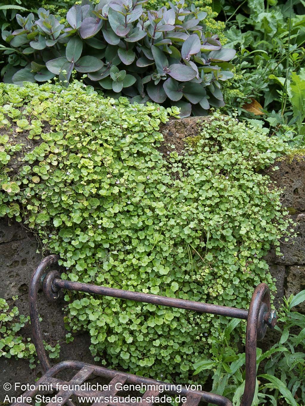Mauer-Zimbelkraut (Cymbalaria muralis)