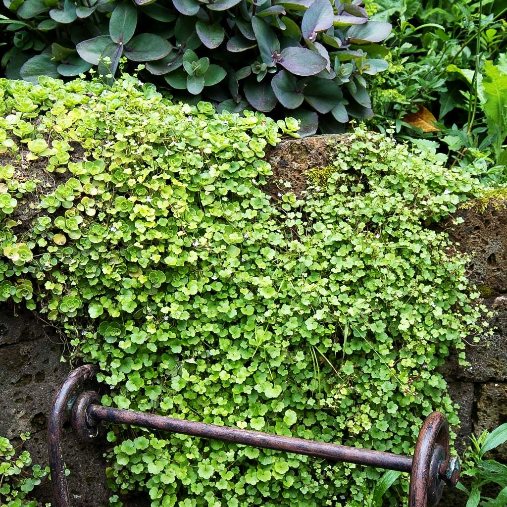 Mauer-Zimbelkraut (Cymbalaria muralis)