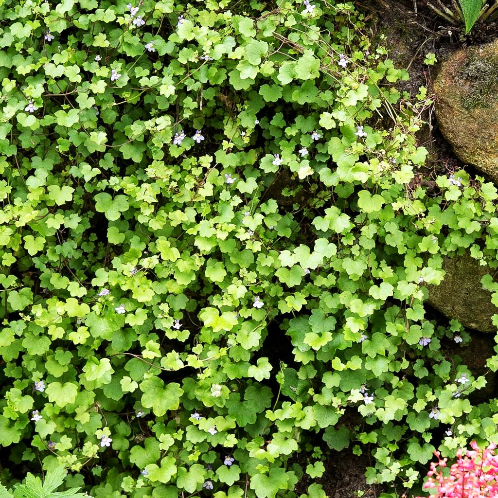 Mauer-Zimbelkraut (Cymbalaria muralis)