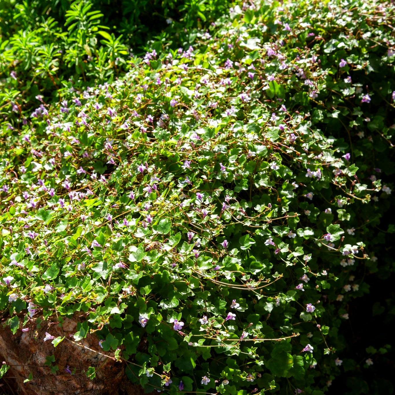 Mauer-Zimbelkraut (Cymbalaria muralis)