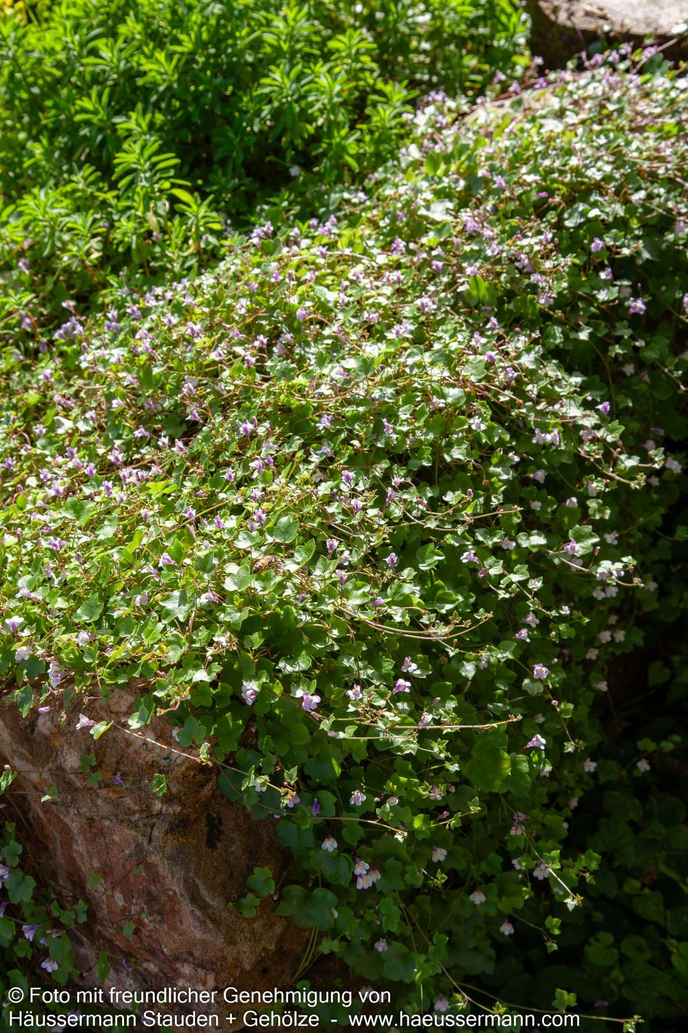Mauer-Zimbelkraut (Cymbalaria muralis)