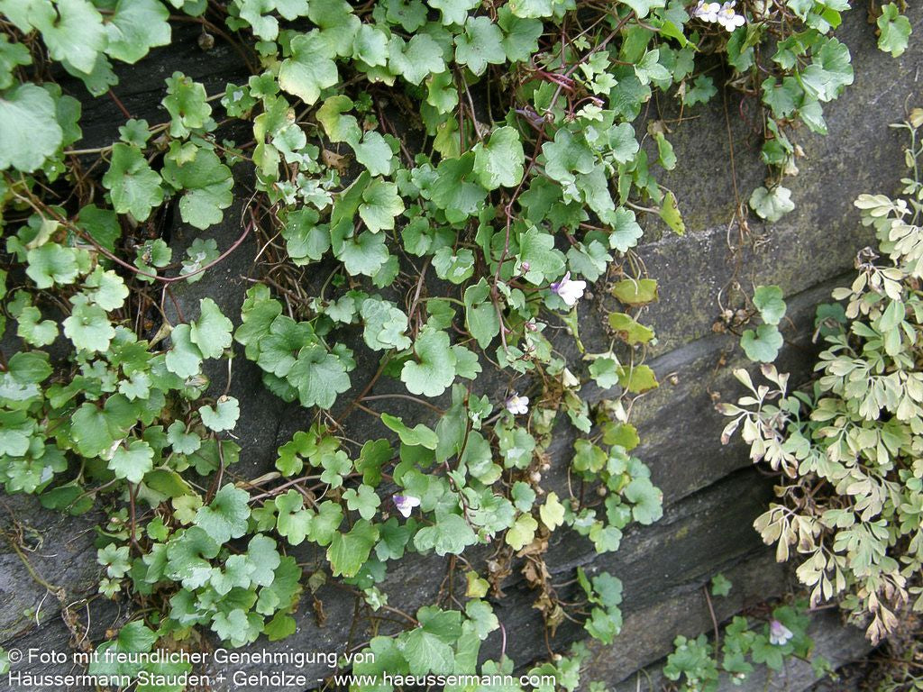 Mauer-Zimbelkraut (Cymbalaria muralis)