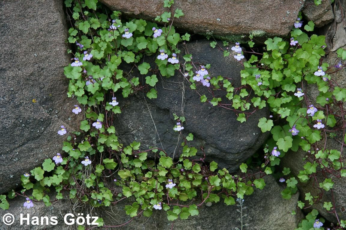 Mauer-Zimbelkraut (Cymbalaria muralis)