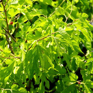 Maulbeerbaum 'Mulle' (Morus alba)