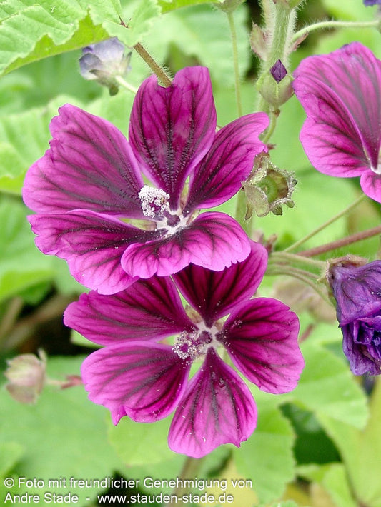 Mauretanische Malve (Malva sylvestris ssp.mauritiana)