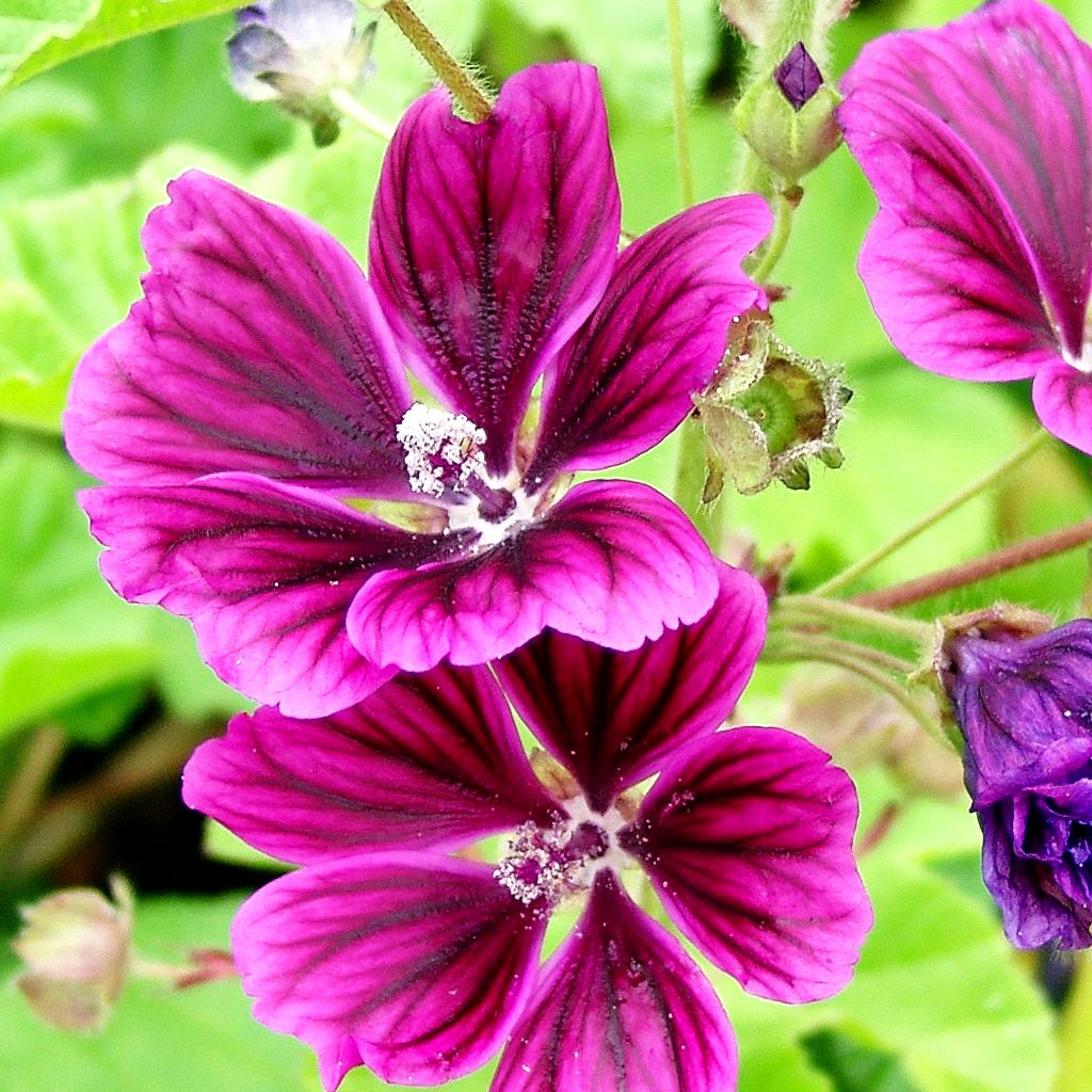 Mauretanische Malve (Malva sylvestris ssp.mauritiana)
