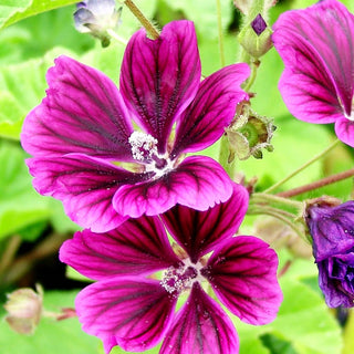 Mauretanische Malve (Malva sylvestris ssp.mauritiana)
