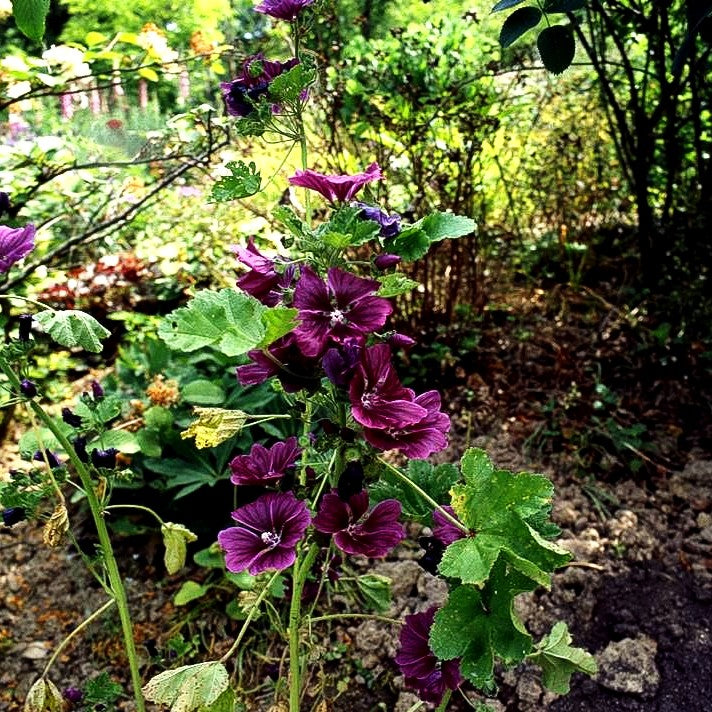 Mauretanische Malve (Malva sylvestris ssp.mauritiana)
