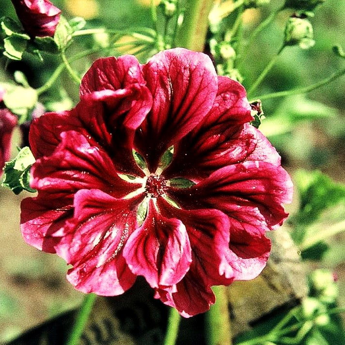 Mauretanische Malve (Malva sylvestris ssp.mauritiana)