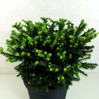 Maxwell's Kissen-Fichte 'Maxwellii' (Picea abies)