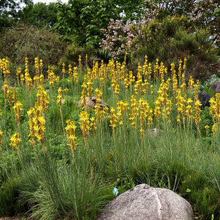 Mediterrane Junkerlilie (Asphodeline lutea)