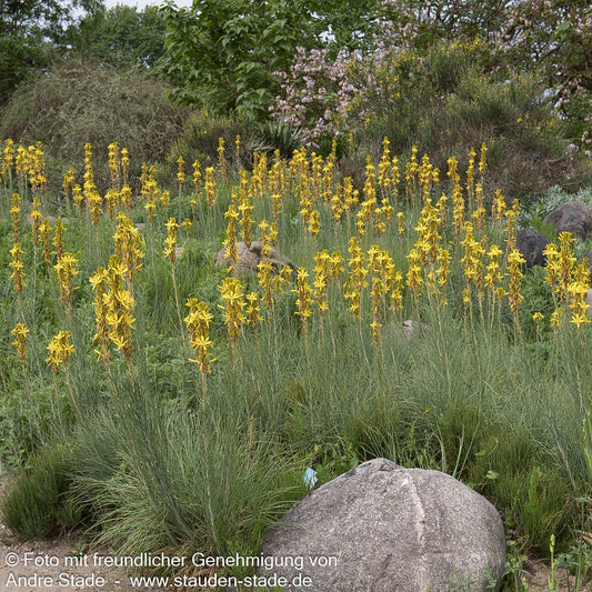Mediterrane Junkerlilie (Asphodeline lutea)