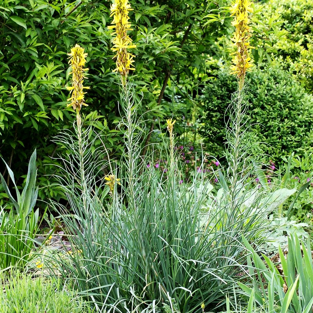Mediterrane Junkerlilie (Asphodeline lutea)