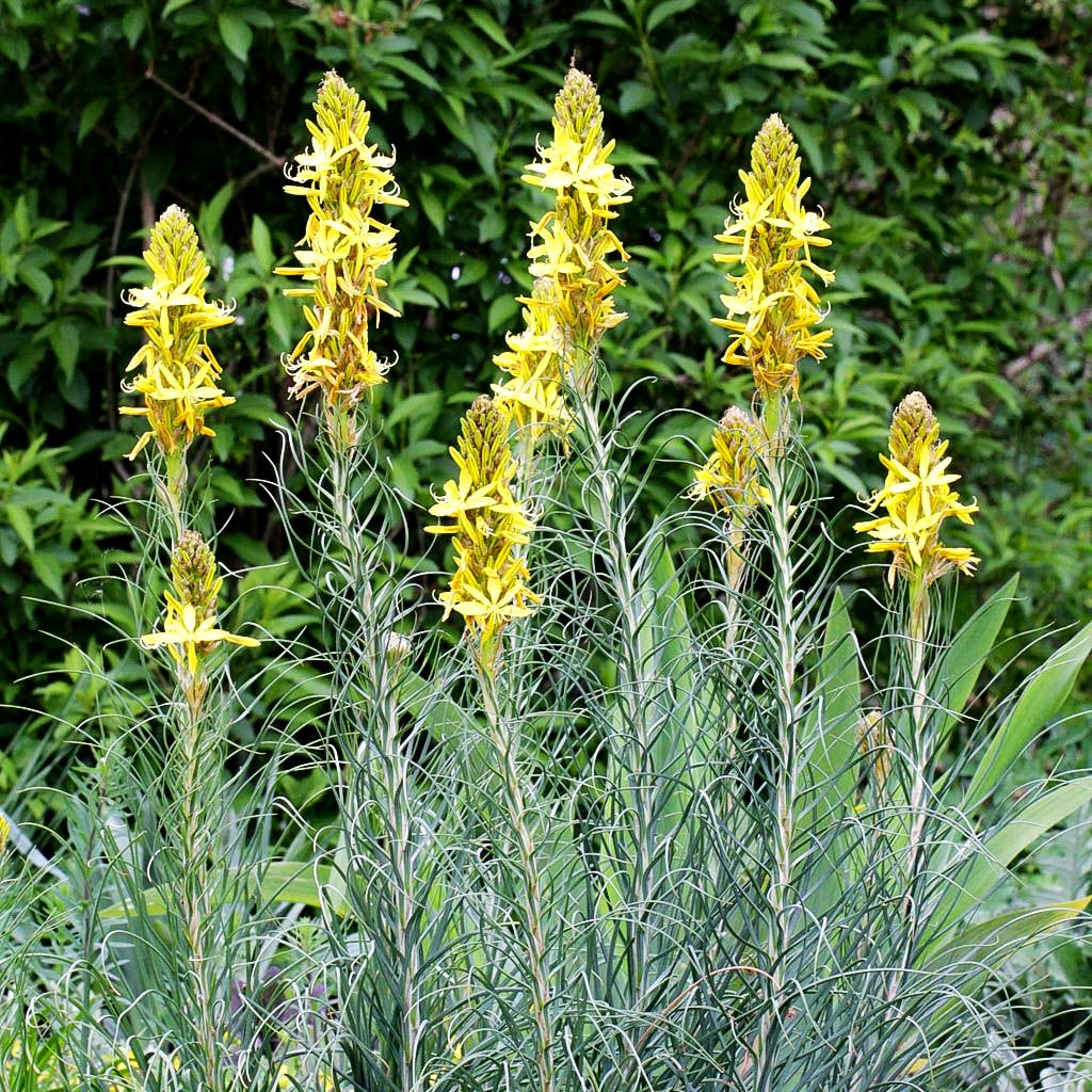 Mediterrane Junkerlilie (Asphodeline lutea)