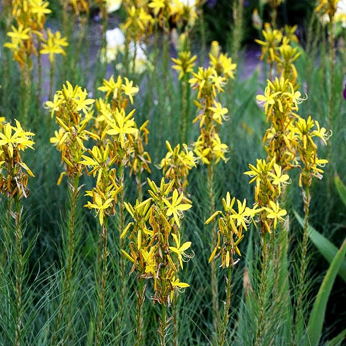 Mediterrane Junkerlilie (Asphodeline lutea)