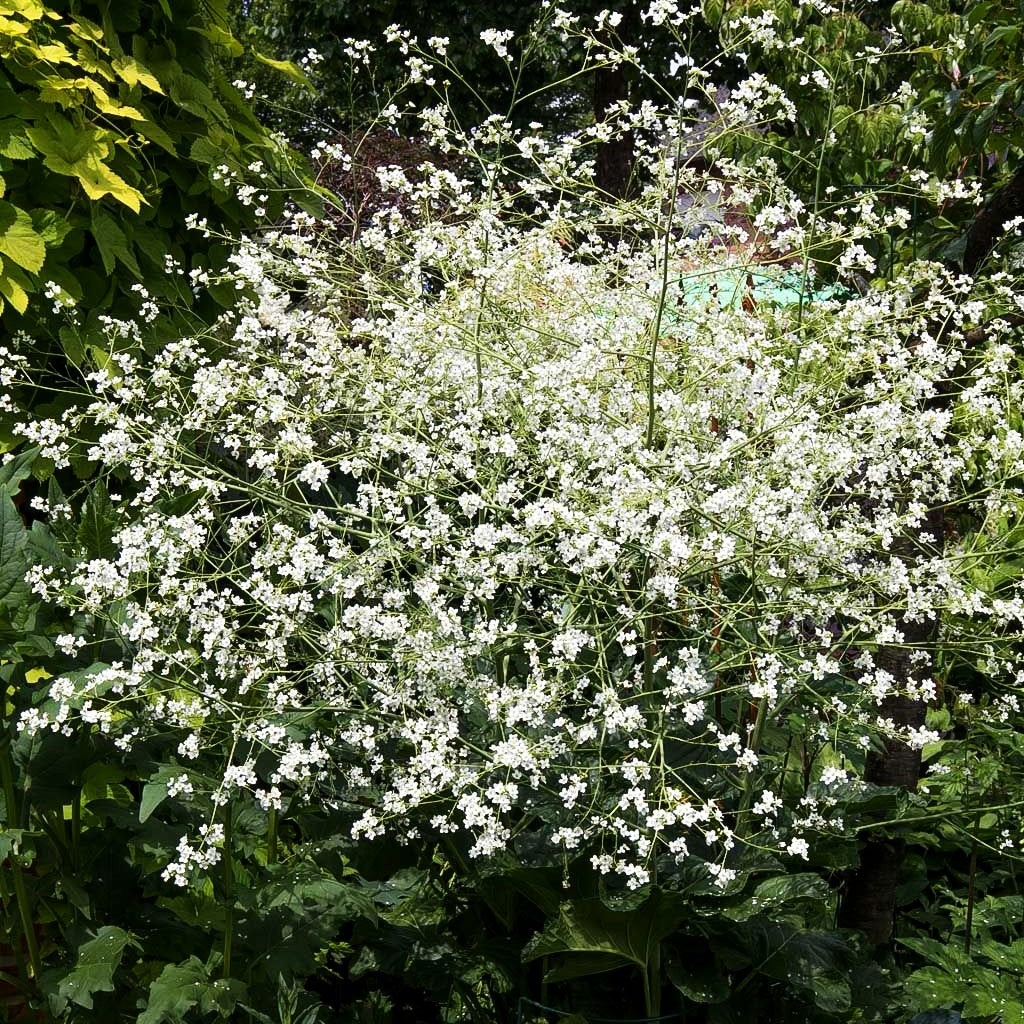 Meerkohl (Crambe cordifolia)