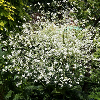 Meerkohl (Crambe cordifolia)