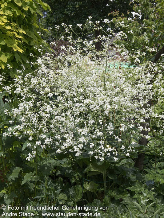 Meerkohl (Crambe cordifolia)