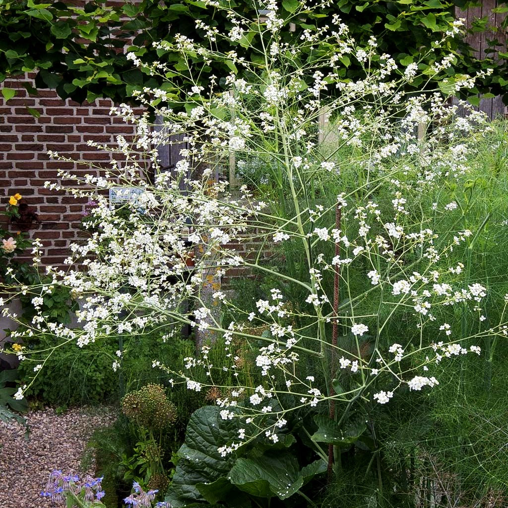 Meerkohl (Crambe cordifolia)