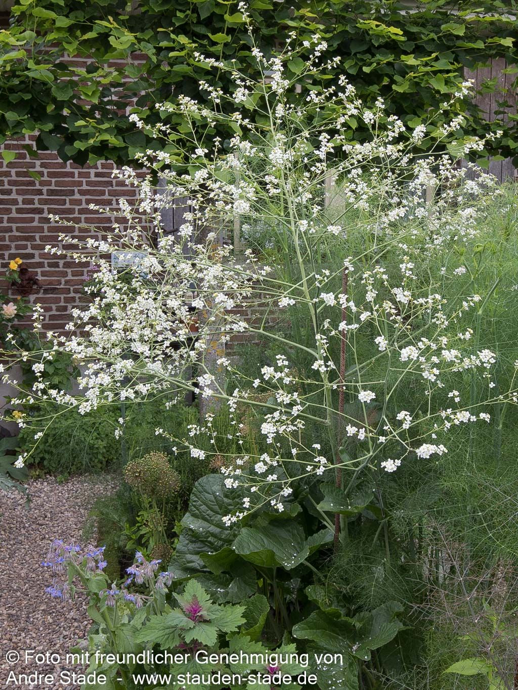 Meerkohl (Crambe cordifolia)