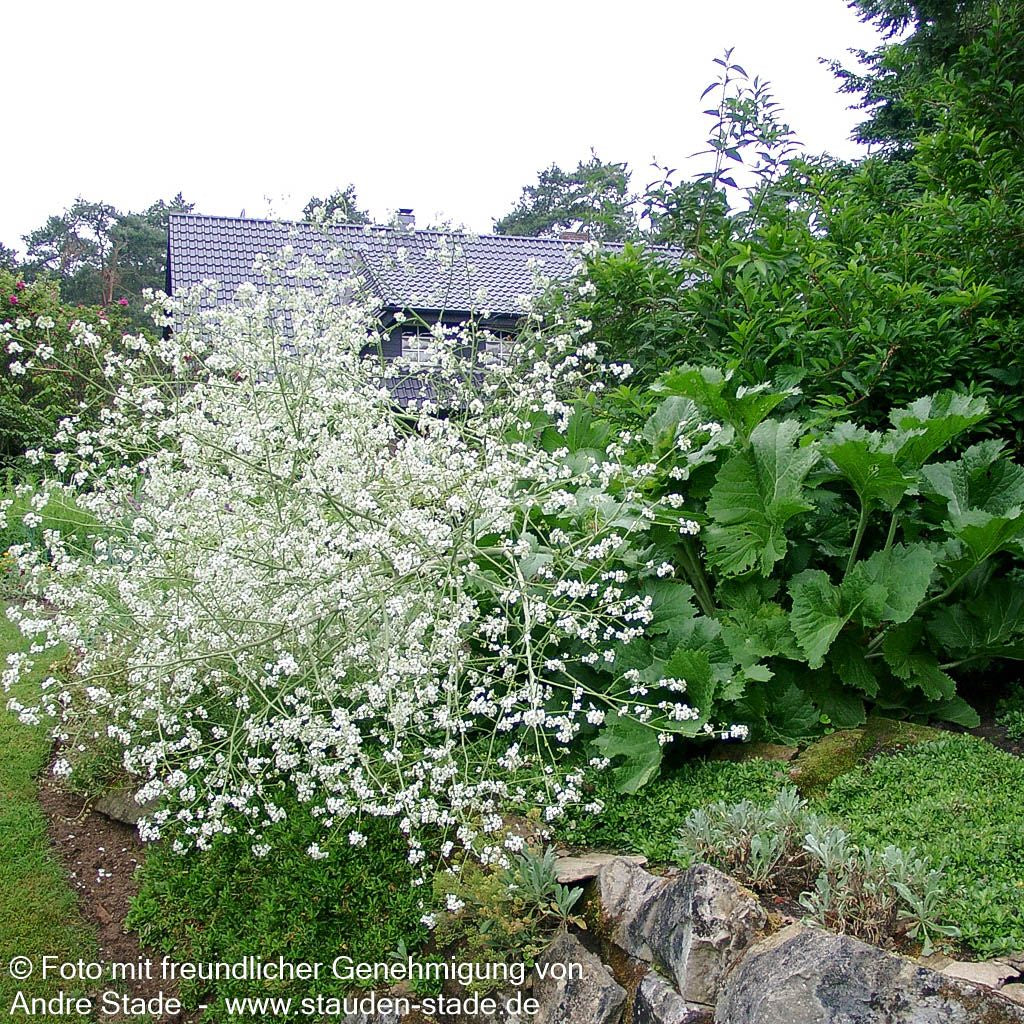 Meerkohl (Crambe cordifolia)