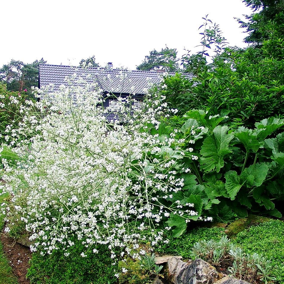 Meerkohl (Crambe cordifolia)