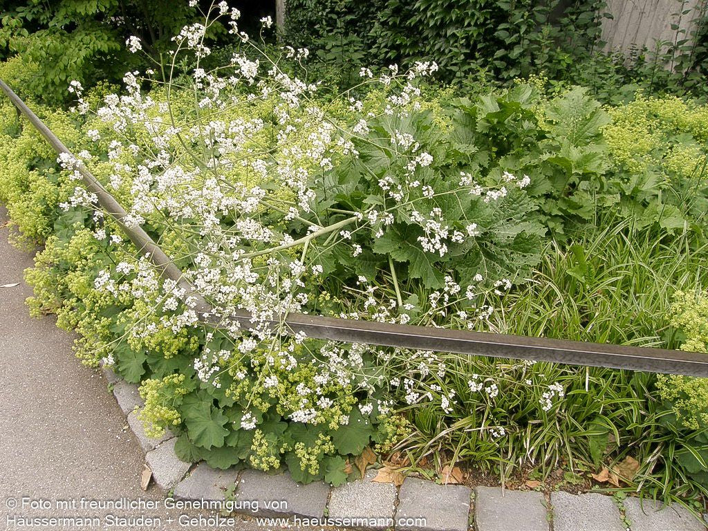 Meerkohl (Crambe cordifolia)