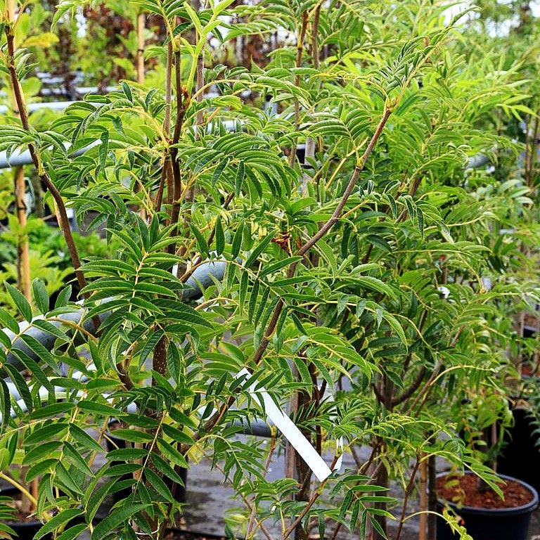 Mehlbeere 'Wilfrid Fox' (Sorbus aria)