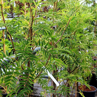 Mehlbeere 'Wilfrid Fox' (Sorbus aria)