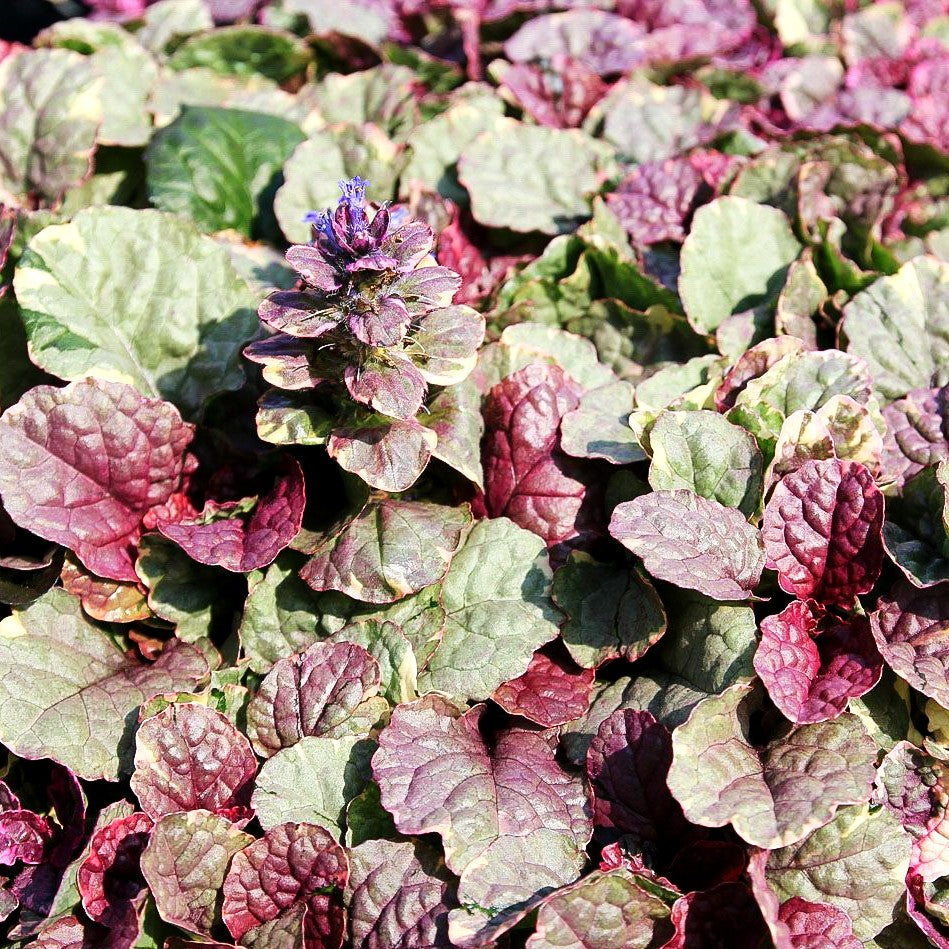 Mehrfarbiger Günsel 'Burgundy Glow' (Ajuga reptans)