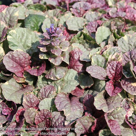 Mehrfarbiger Günsel 'Burgundy Glow' (Ajuga reptans)
