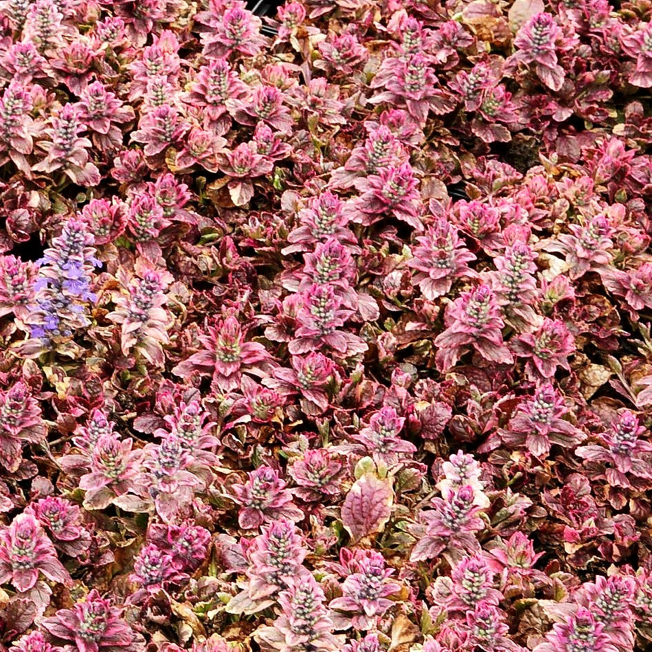 Mehrfarbiger Günsel 'Burgundy Glow' (Ajuga reptans)