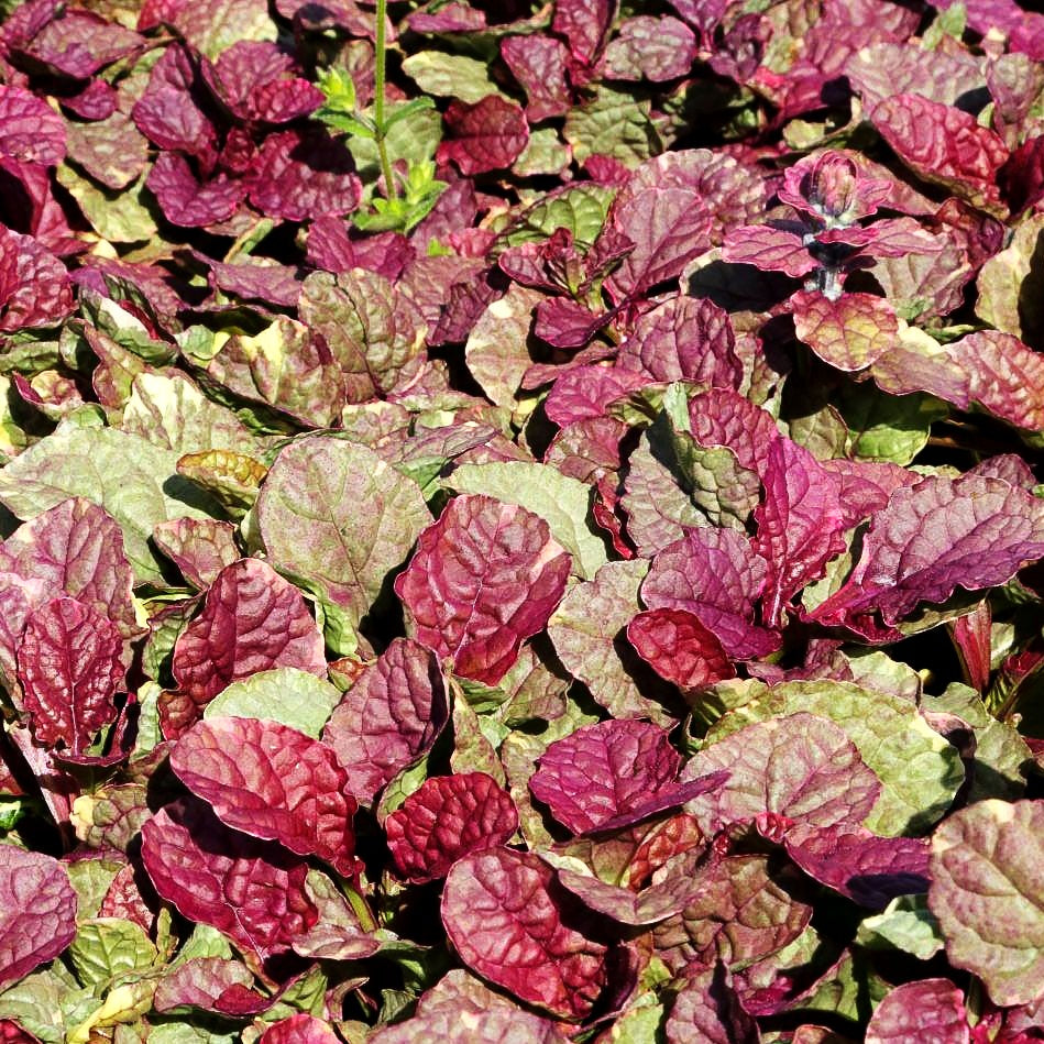 Mehrfarbiger Günsel 'Burgundy Glow' (Ajuga reptans)