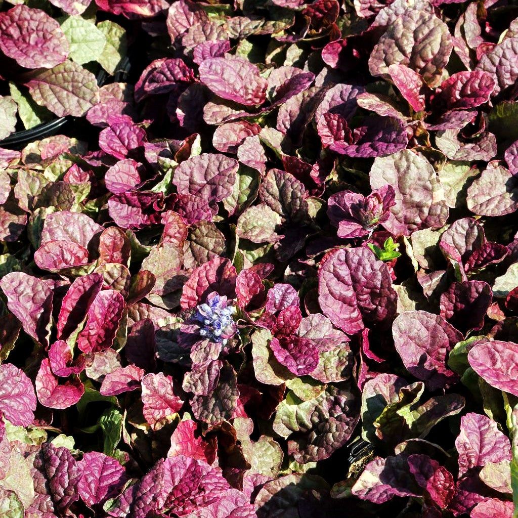 Mehrfarbiger Günsel 'Burgundy Glow' (Ajuga reptans)