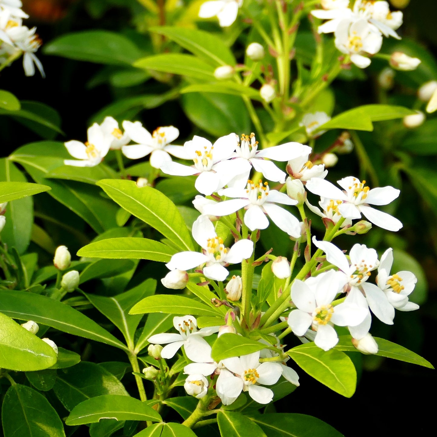 Mexikanische Orangenblume 'Brica' (Choisya ternata)