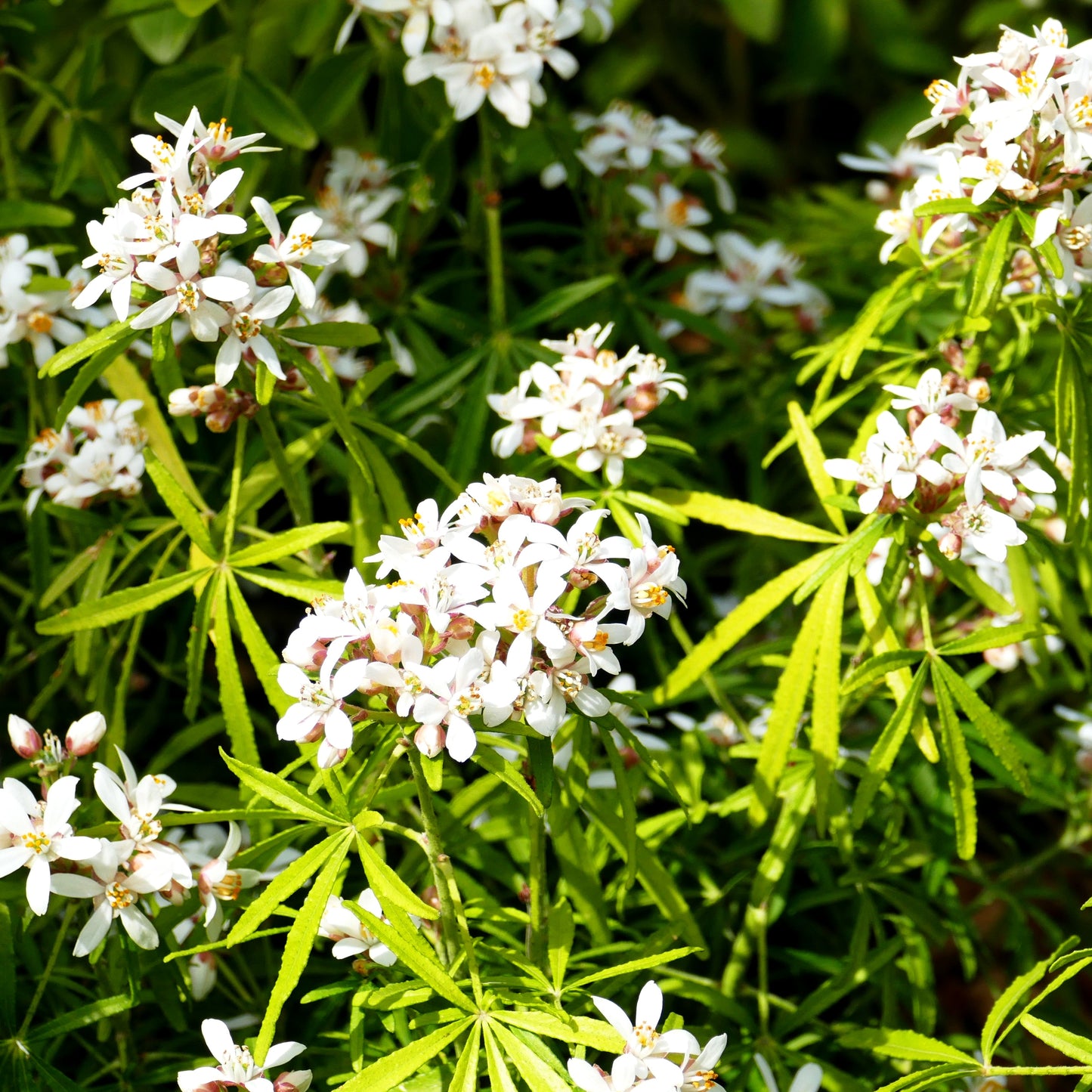 Mexikanische Orangenblume 'White Dazzler' (Choisya ternata)