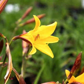 Middendorffs Taglilie (Hemerocallis middendorffii)