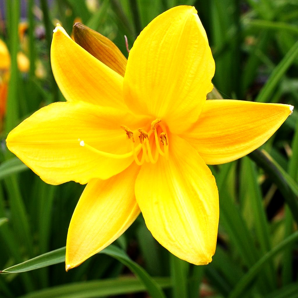 Middendorffs Taglilie (Hemerocallis middendorffii)