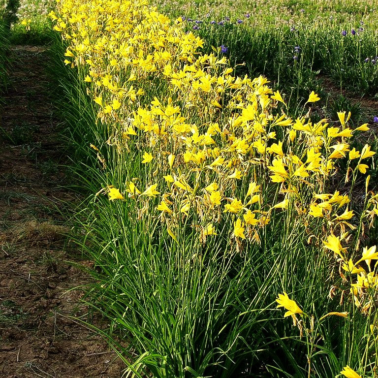Middendorffs Taglilie (Hemerocallis middendorffii)